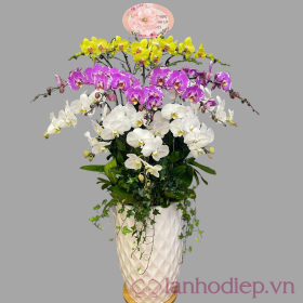 Chậu hoa lan hồ điệp Tết phú quý
