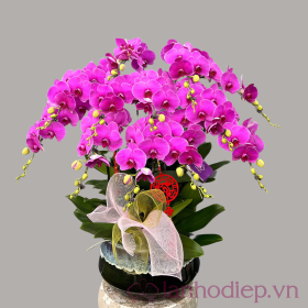 Chậu hoa lan hồ điệp hội nghị 30 cành Chậu hoa lan hồ điệp hội nghị 30 cành