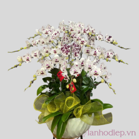 Chậu hoa lan hồ điệp trưng Tết Chậu hoa lan hồ điệp trưng Tết