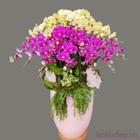 Chậu hồ điệp Tết vạn sự như ý Chậu hồ điệp Tết vạn sự như ý