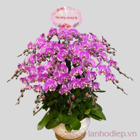 Chậu hoa lan hồ điệp Tết 40 cành Chậu hoa lan hồ điệp Tết 40 cành