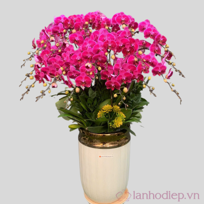 lan ho diep tet 5