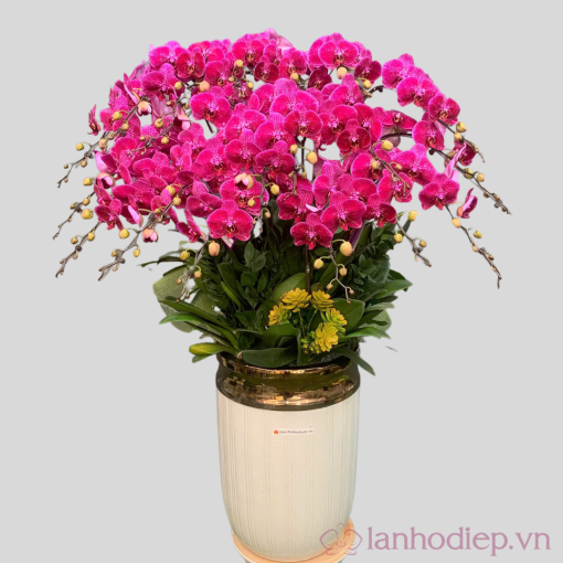 lan ho diep tet 5