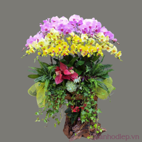 Chậu lan hồ điệp Tết 50 cành đa sắc Chậu lan hồ điệp Tết 50 cành đa sắc