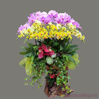 Chậu lan hồ điệp Tết 50 cành đa sắc lan ho diep tet 50c 2