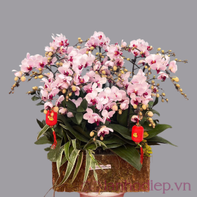 Chậu hồ điệp Tết phát tài như ý