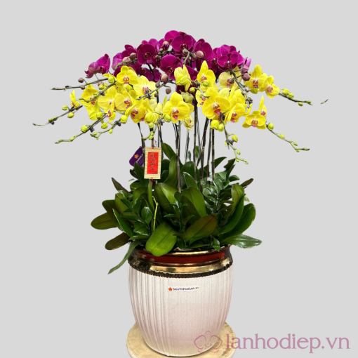 lan ho diep tim vang