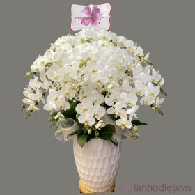 Chậu lan hồ điệp Tết phú quý