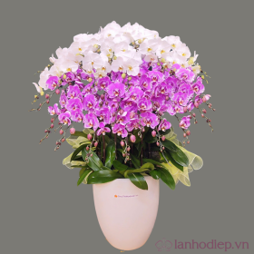 Chậu lan hồ điệp Tết 30 cành trắng vàng