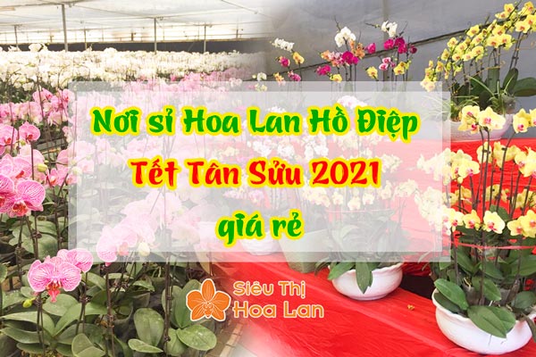 Sỉ hoa lan hồ điệp Tết Tân Sửu 2021