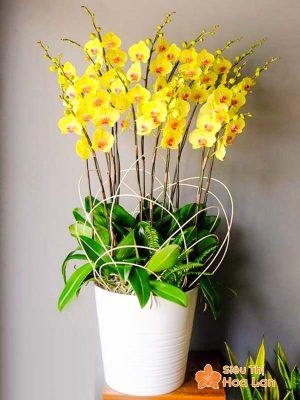 Lựa chọn màu sắc hoa lan hồ điệp hợp mệnh phong thủy trang trí Tết Chậu hoa lan hồ điệp vàng ngày Tết
