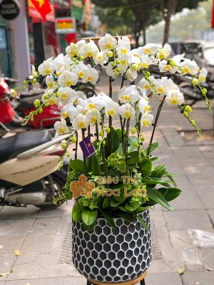 Cách lựa chọn hoa lan hồ điệp