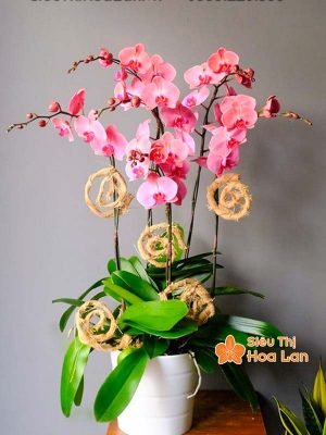 Lựa chọn màu sắc hoa lan hồ điệp hợp mệnh phong thủy trang trí Tết Hoa lan hồ điệp hồng ngày Tết