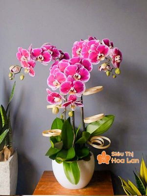 Lựa chọn màu sắc hoa lan hồ điệp hợp mệnh phong thủy trang trí Tết Hoa lan hồ điệp tím ngày Tết