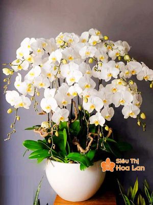 Lựa chọn màu sắc hoa lan hồ điệp hợp mệnh phong thủy trang trí Tết Chậu hoa lan hồ điệp trắng hợp mệnh thủy