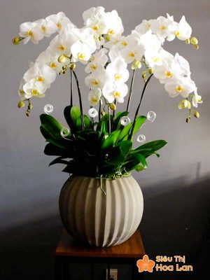 Lựa chọn màu sắc hoa lan hồ điệp hợp mệnh phong thủy trang trí Tết Chậu hoa lan hồ điệp trắng trưng Tết