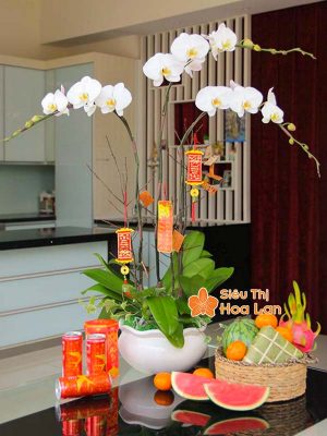 Lựa chọn màu sắc hoa lan hồ điệp hợp mệnh phong thủy trang trí Tết Hoa lan hồ điệp trắng trưng Tết