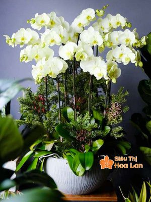 Lựa chọn màu sắc hoa lan hồ điệp hợp mệnh phong thủy trang trí Tết Hoa lan hồ điệp tráng xanh hợp mệnh Thủy