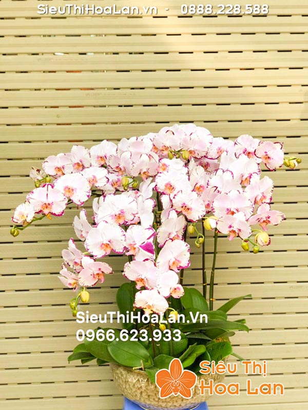 Cho thuê hoa lan hồ điệp tại Hà Nội