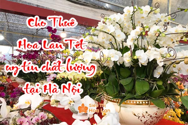 Cho thuê hoa lan Tết uy tín chất lượng tại Hà Nội