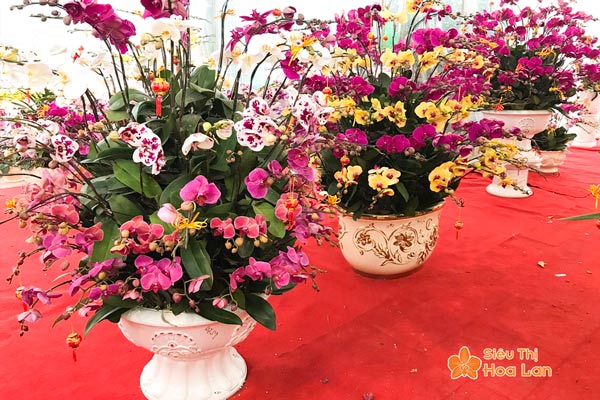 Siêu Thị Hoa Lan cho thuê hoa lan hồ điệp giá rẻ