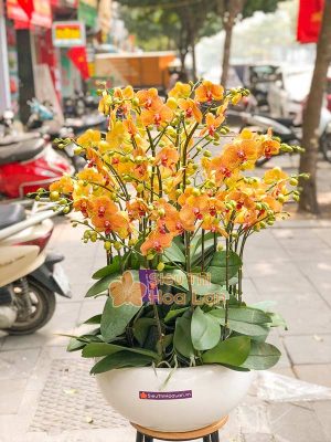 Chọn hoa lan hồ điệp đẹp