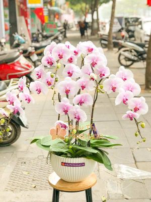 Chọn hoa lan hồ điệp