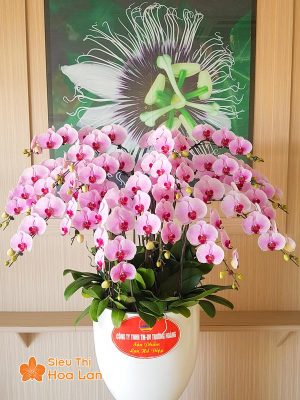 Cung cấp hoa lan hồ điệp uy tín chất lượng