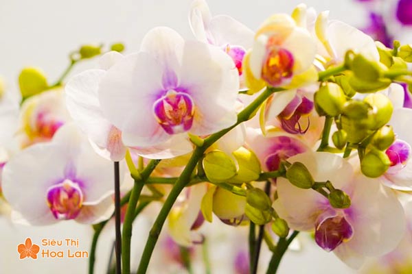 Đánh giá chất lượng hoa lan thông qua màu sắc hoa