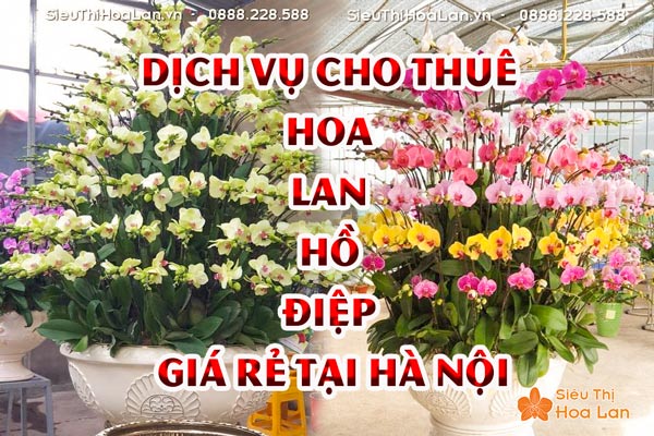 Dịch vụ cho thuê hoa lan hồ điệp giá rẻ tại Hà Nội