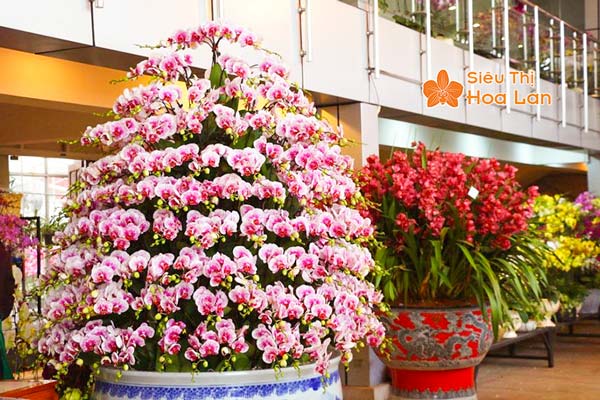 Dịch vụ cho thuê hoa lan hồ điệp uy tín tại Hà Nội