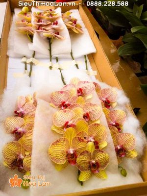 Đóng thùng hoa lan hồ điệp gửi khách tỉnh