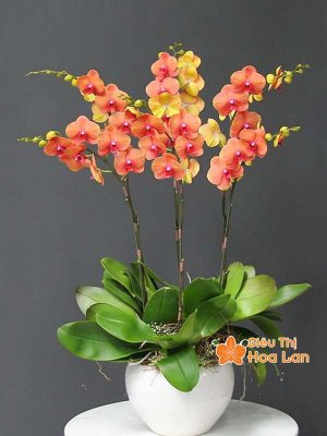 Lựa chọn màu sắc hoa lan hồ điệp hợp mệnh phong thủy trang trí Tết Hoa lan hồ điệp cam ngày Tết