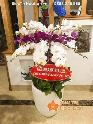 Hoa lan hồ điệp chúc mừng