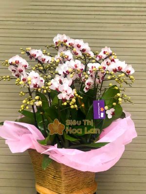 Hoa lan hồ điệp có nhiều màu sắc