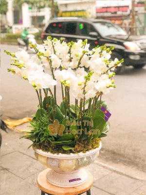 Hoa lan hồ điệp có nhiều chủng loại