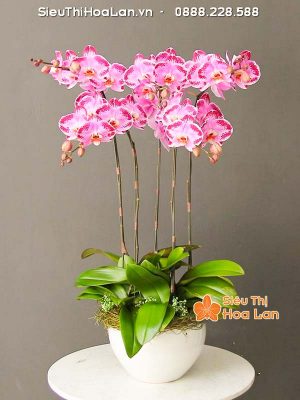 Lựa chọn màu sắc hoa lan hồ điệp hợp mệnh phong thủy trang trí Tết Hoa lan hồ điệp hồng hợp mênh Hỏa