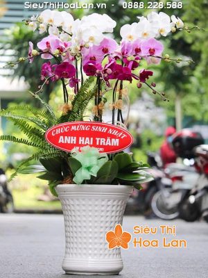 Hoa lan hồ điệp làm quà tặnga