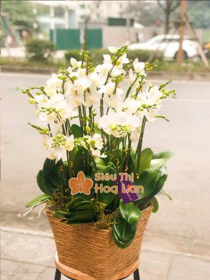 Hoa lan hồ điệp làm quà tặng ngày Tết