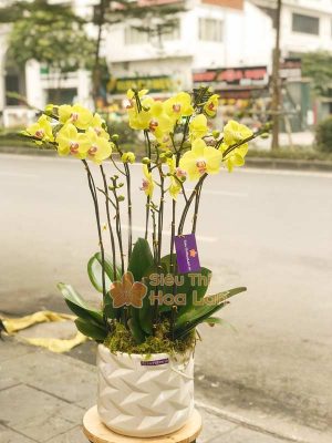 Hoa lan hồ diệp mang đến sự sung túc