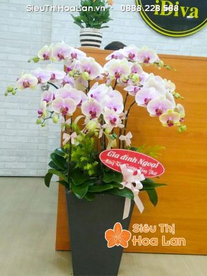 Hoa lan hò điệp mang đến tài lộc