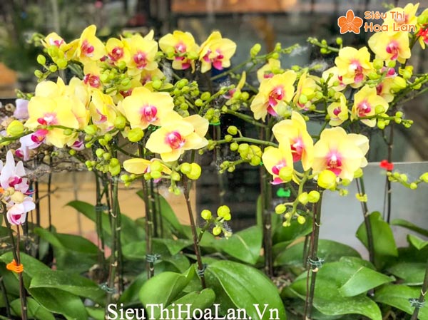 Hoa lan hồ điệp mini vàng tại Siêu Thị Hoa Lan