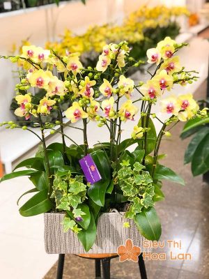 Lan hồ điệp giá sỉ tại vườn Hà Nội những dịp cuối năm Hoa lan hồ điệp giá rẻ tại Hà Nội