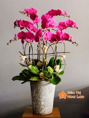 Lựa chọn màu sắc hoa lan hồ điệp hợp mệnh phong thủy trang trí Tết Hoa lan hồ điệp tím hợp mệnh Hỏa