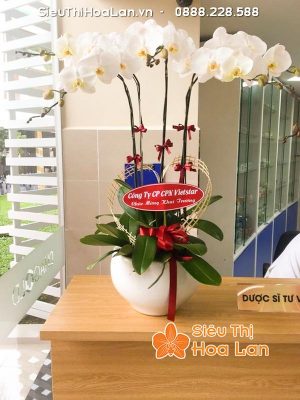 Hoa lan hồ điệp mang đến vẻ đẹp sang trọng