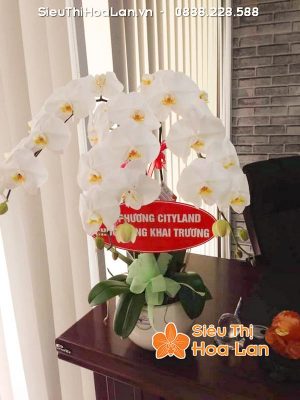 Hoa lan hồ điệp trắng mừng khai trương