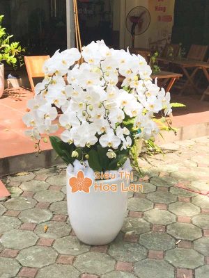 Hoa lan hồ điệp trang trí Tết