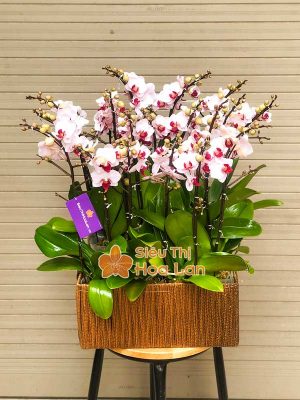 Hoa lan hồ điệp trưng bày ngày Tết