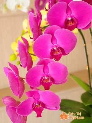 Lựa chọn màu sắc hoa lan hồ điệp hợp mệnh phong thủy trang trí Tết Hoa lan hồ điệp tượng trưng cho sự phát triển