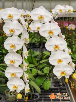 Lựa chọn màu sắc hoa lan hồ điệp hợp mệnh phong thủy trang trí Tết Hoa lan hồ điệp tượng trưng cho sự giàu sang